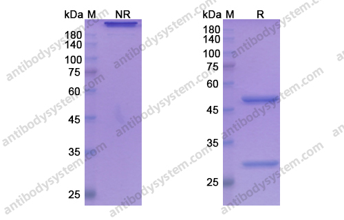 非拉妥组单抗,Research Grade Ficlatuzumab(DHD03701)