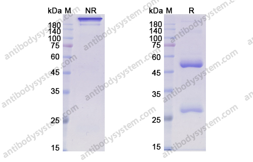 帕曲妥单抗,Research Grade Patritumab  (DHD48404)