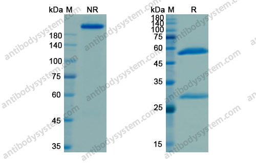 那昔妥单抗,Research Grade Naxitamab(DGK07803)