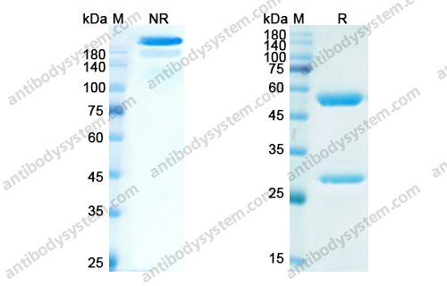 那他珠单抗,Research Grade Natalizumab(DHC98801)