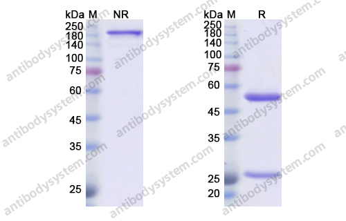 Sotigalimab,Research Grade Sotigalimab(DHD68911)