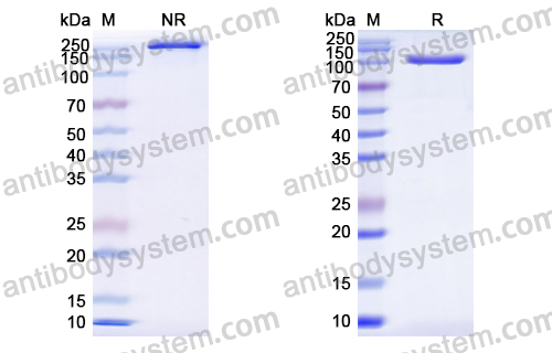 特立妥單抗,Research Grade Teclistamab  (DHF92402)