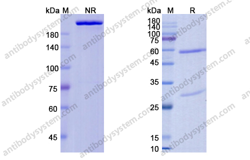 奥乐妥珠单抗,Otlertuzumab