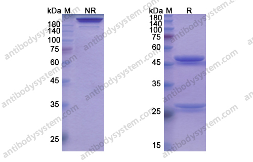 迪诺苏单抗,Denosumab