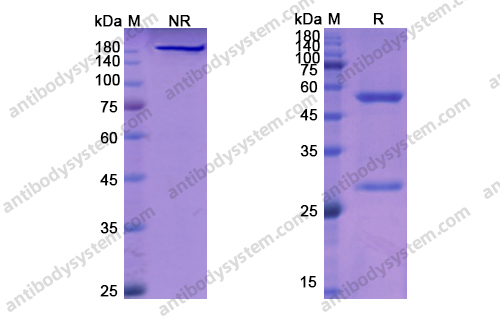 维妥组单抗,Veltuzumab