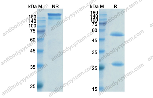 依法珠单抗,Efalizumab