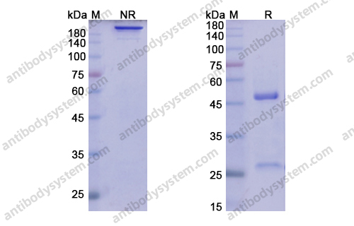 Research Grade Tafasitamab(DHD10803)