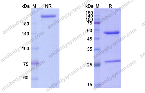 托西珠单抗,Eculizumab