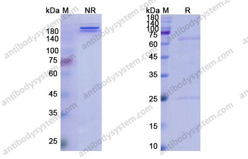 泊奈组单抗,Ponezumab