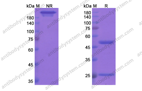 巴匹组单抗,Bapineuzumab