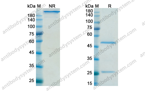 西法木单抗,Research Grade Sifalimumab(DHB94501)