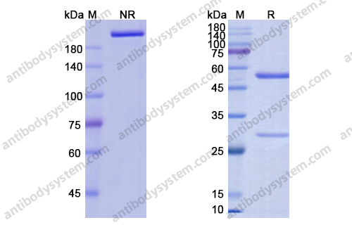 阿尼鲁单抗,Research Grade Anifrolumab(DHD23001)