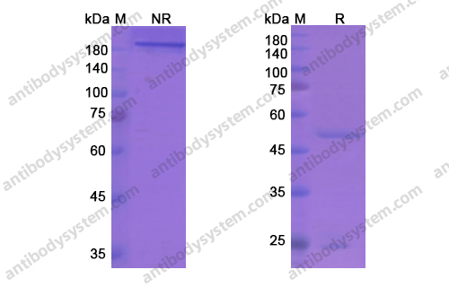 西妥木单抗,Research Grade Cixutumumab(DHC29904)