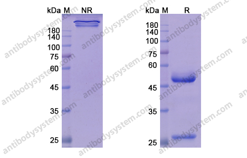 奥马珠单抗,Research Grade Omalizumab(DHJ92701)