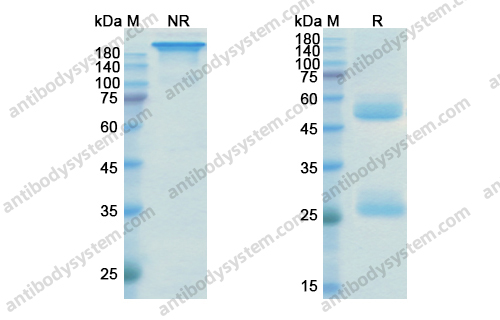 乌司奴单抗,Research Grade Ustekinumab(DHD84001)