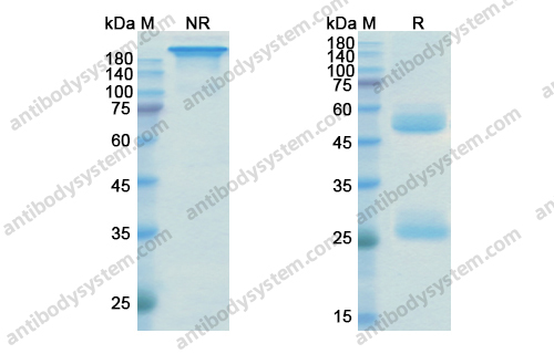 伊卡组单抗,Research Grade Ixekizumab(DHH28801)