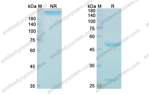 吉伏組單抗,Research Grade Gevokizumab(DHB95602)