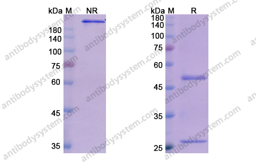 奥洛组单抗,Research Grade Olokizumab(DHC15804)