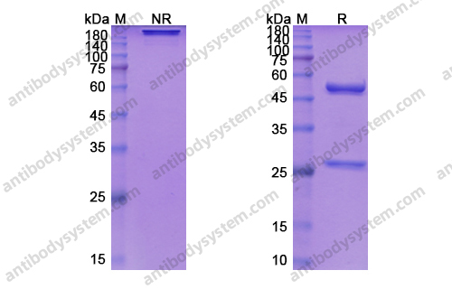 塞妥昔单抗,Research Grade Siltuximab(DHC15801)