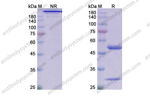 Lusvertikimab,Research Grade Lusvertikimab  (DHD19401)