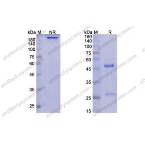 利瑞鲁单抗 ，Lirilumab，anti-CD158A antibody 抗体