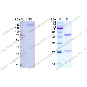 罗妥木单抗，Robatumumab，anti-IGF1R antibody 抗体