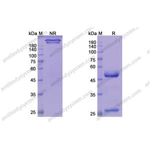 替妥木单抗，Teprotumumab，anti-IGF1R antibody 抗体