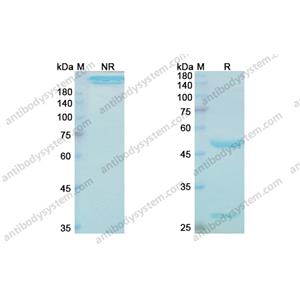 吉伏组单抗，Gevokizumab，anti-IL-1B antibody 抗体