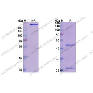 Pivekimab，anti-IL-3RA antibody 抗体