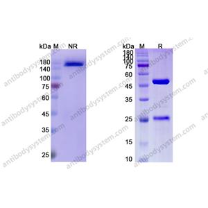 阿利鲁单抗，Abrilumab，anti-ITGA4/ITGB7 antibody 抗体