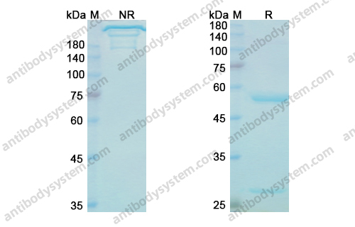 Daxdilimab,Research Grade Daxdilimab(DHF32701)