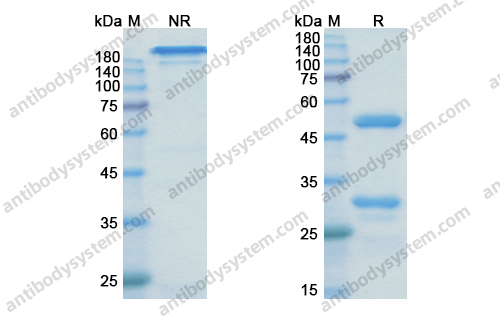 泽格特奈单抗,Research Grade Zagotenemab(DHC82402)