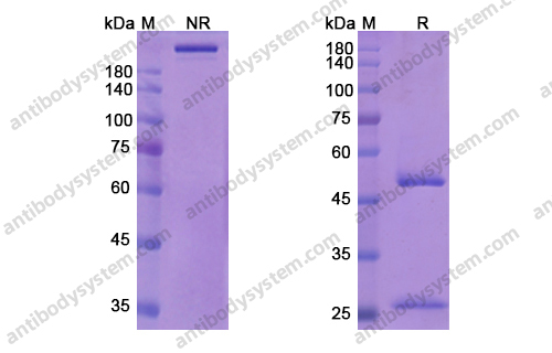 索非妥珠單抗,Research Grade Sofituzumab(DHJ31004)