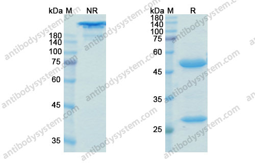 伯考赛珠单抗,Research Grade Bococizumab(DHJ24004)