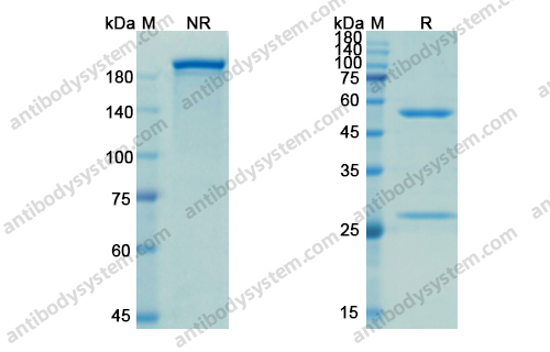 依沃苏单抗,Research Grade Evolocumab(DHJ24002)