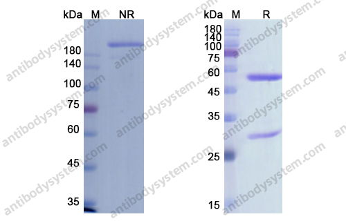 Vudalimab,Research Grade Vudalimab(DHH02222)