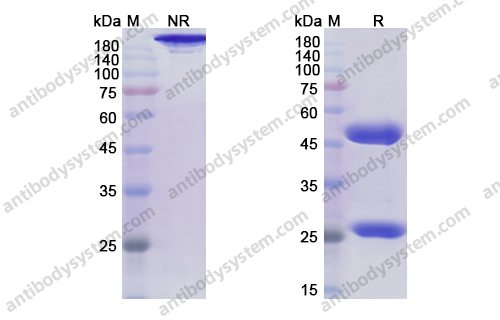 洛林妥单抗,Research Grade Rolinsatamab(DHD18001)