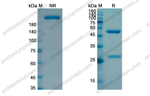 Zilovertamab,Research Grade Zilovertamab(DHF90701)