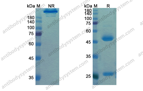 莫维组单抗,Research Grade Motavizumab(DVV02803)