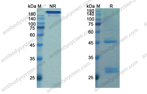 Bamlanivimab,Research Grade Bamlanivimab  (DVV00303)