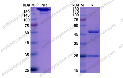 依妥组单抗,Research Grade Elotuzumab(DHJ64001)