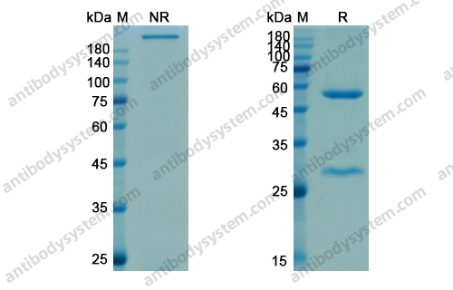 布索组单抗,Research Grade Blosozumab(DHJ48702)