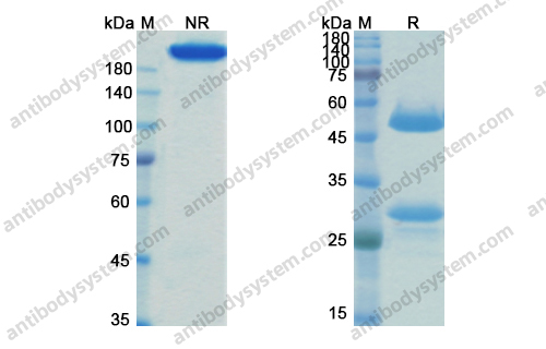 Bexmarilimab,Research Grade Bexmarilimab(DHK09001)