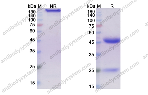 乌瑞芦单抗,Research Grade Urelumab(DHG11002)