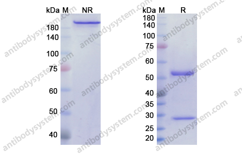 莫那利珠单抗,Research Grade Monalizumab(DHD71901)