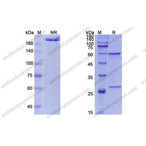 他尼组单抗，Tanezumab，anti-NGF antibody 抗体