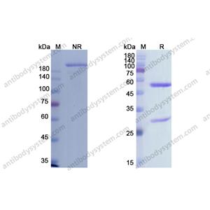 Cadonilimab，anti-PD-1xCTLA-4 antibody 抗体