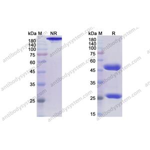 洛林妥单抗，Rolinsatamab，anti-PRLR antibody 抗体