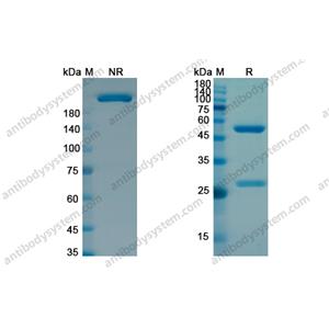 Ozuriftamab，anti-ROR2 antibody 抗体