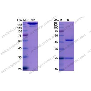 Upifitamab，anti-SLC34A2 antibody 抗体